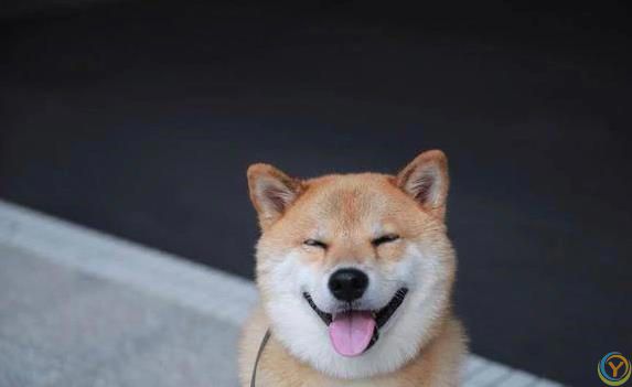 狗狗咧嘴笑得萌，主人却吓出一身汗？真相没你想得简单