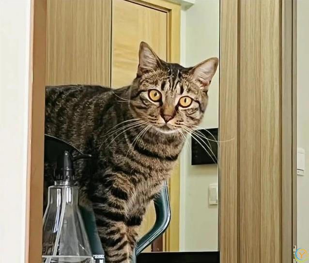 猫咪也痴情！这6种猫比狗还黏人，养了绝不后悔