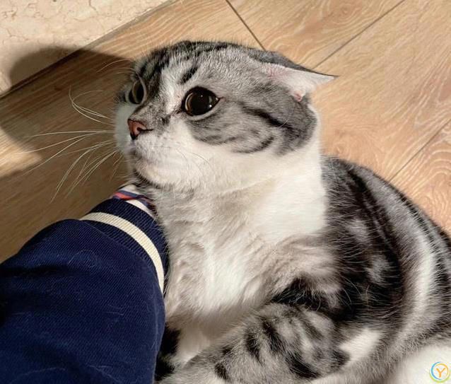 猫咪也痴情！这6种猫比狗还黏人，养了绝不后悔