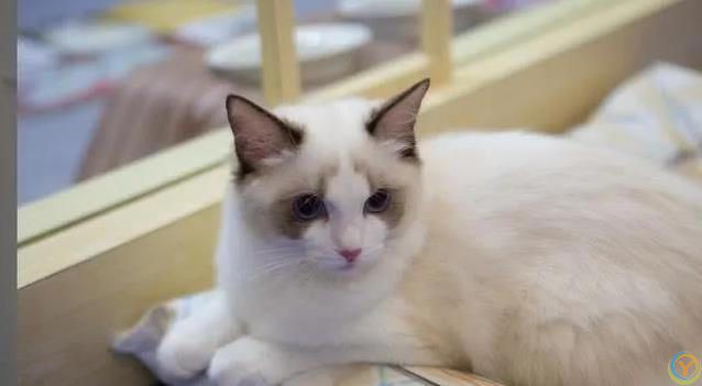 小猫球球被送奶奶家，名字喊错心烦意乱，减肥之路却意外开启