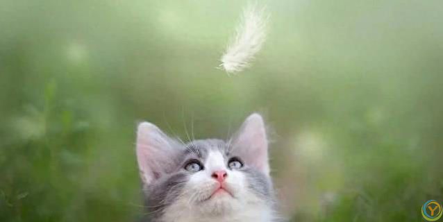 猫咪满屋跑酷为哪般？8种怪动作揭秘，你家猫中了几招？