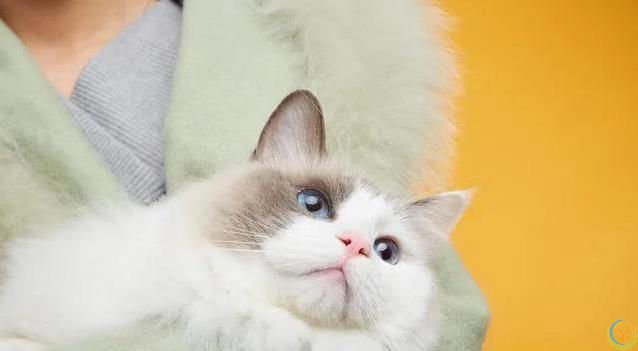 小猫球球被送奶奶家，名字喊错心烦意乱，减肥之路却意外开启