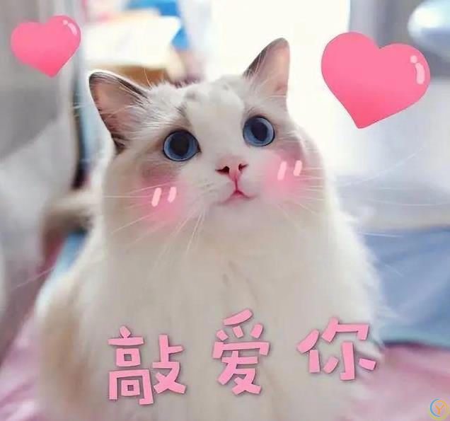 猫咪的爱很隐晦，但细节最动人，你家主子偷偷爱你的方式是哪种？