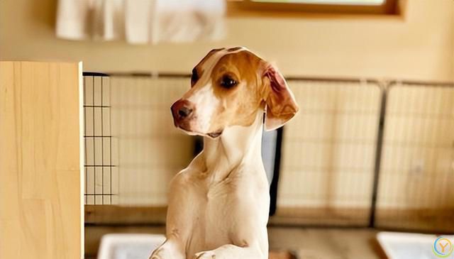 狗狗的五大情感需求：主人不可忽视的关怀