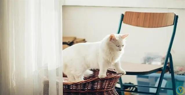 猫咪半夜不睡觉？小心这些病！人猫都中招