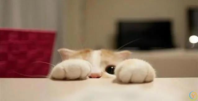 猫咪半夜不睡觉？小心这些病！人猫都中招