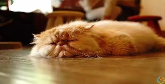 猫咪半夜不睡觉？小心这些病！人猫都中招