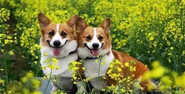 狗狗最爱这5件事，你家宝贝想要啥？