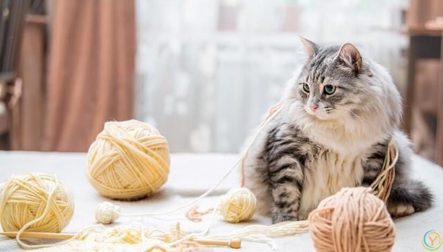 猫咪掉毛太烦人！猫咪掉毛严重要怎么解决？