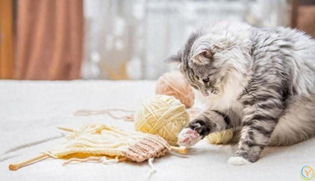 猫咪掉毛太烦人！猫咪掉毛严重要怎么解决？