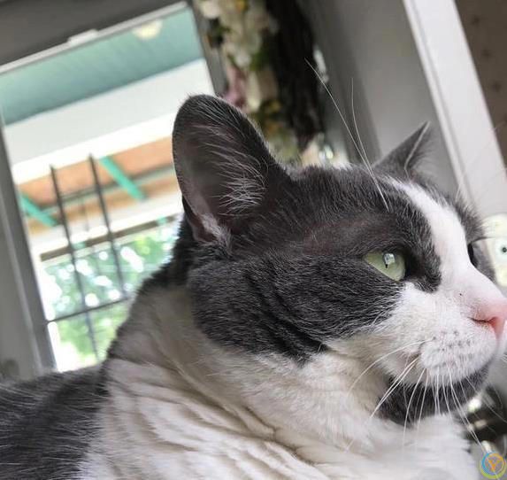 猫咪摔跤装没事，偷吃被抓舔爪子，它们真会掩饰尴尬？