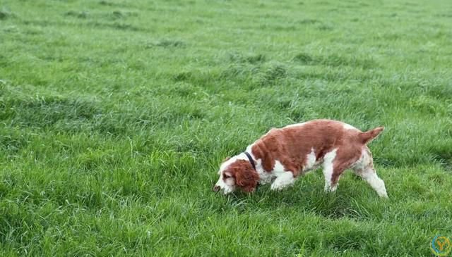狗狗生病了知道自己找草药吃，给自己治病？你知道为什么吗？