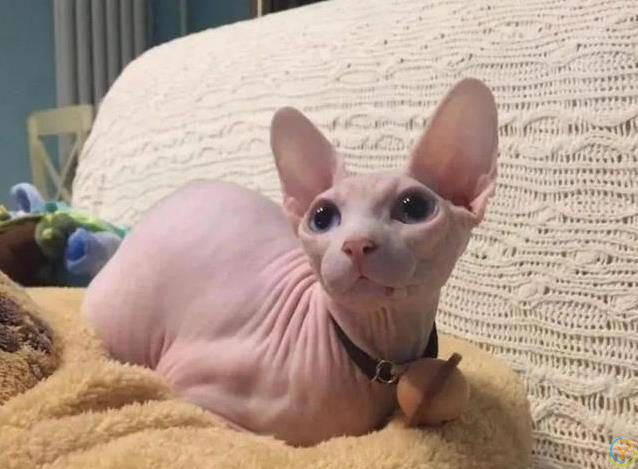 布偶猫扑怀里不撒手，橘猫为罐头耍心机，你家猫咪有多粘？