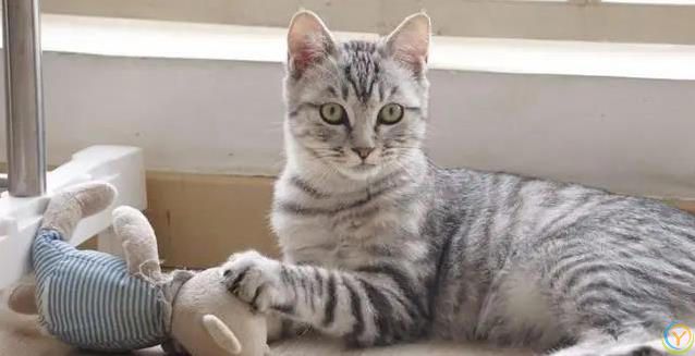 猫妈妈生崽后态度大变，小猫长大却被嫌弃，真相藏在野性里