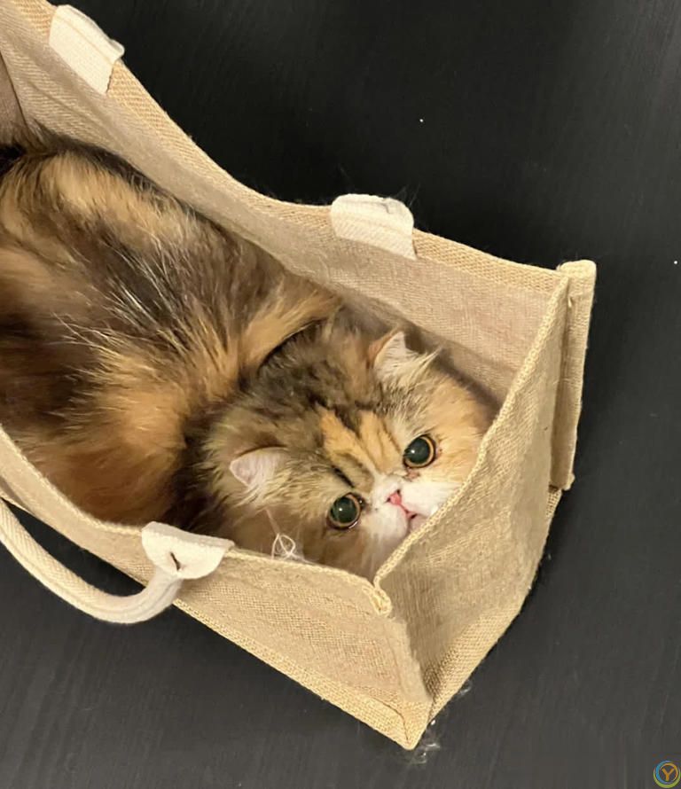 猫咪“喜欢”上床睡的8个原因，不是它怕冷，真正原因你知道吗