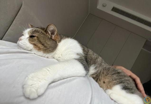 猫咪的爱很隐晦，但细节最动人，你家主子偷偷爱你的方式是哪种？