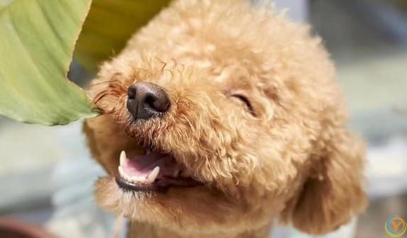 狗狗咧嘴笑得萌，主人却吓出一身汗？真相没你想得简单