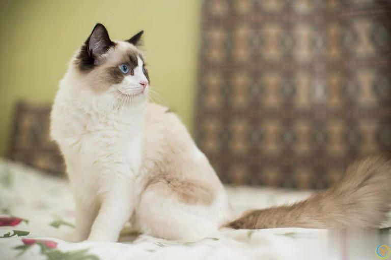 布偶猫吃什么猫粮比较好？一起来探讨猫咪的饮食之道