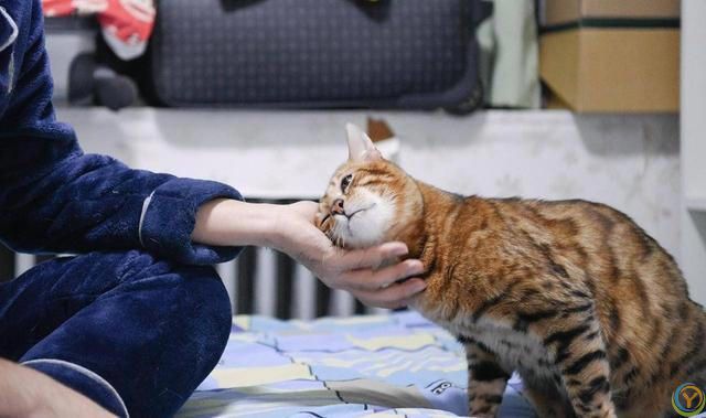 冷知识：你的猫是如何选择自己喜欢的人？