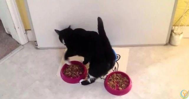 盘点猫咪最让人误解的6大行为，你真的懂猫吗？