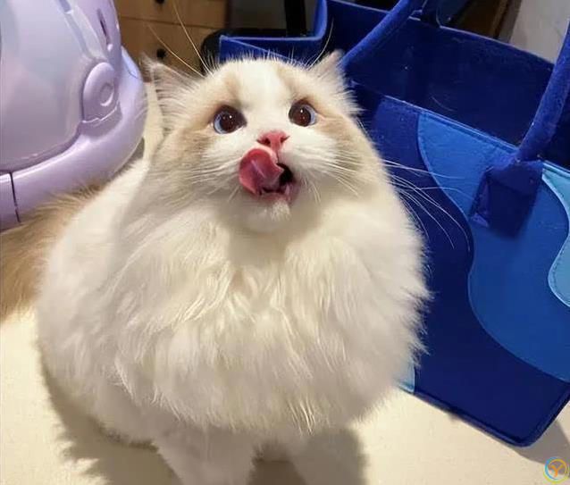 猫咪也痴情！这6种猫比狗还黏人，养了绝不后悔