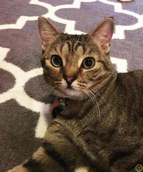 猫咪摔跤装没事，偷吃被抓舔爪子，它们真会掩饰尴尬？