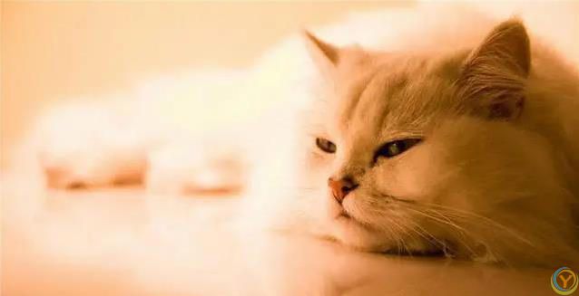 猫咪爱蹭腿藏3个秘密，你家猫在跟你说啥？