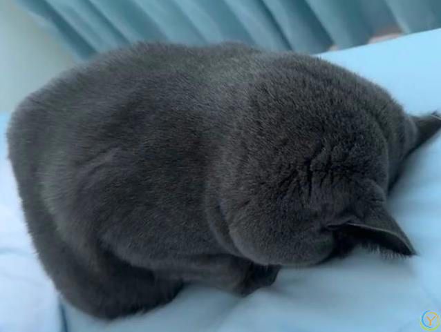 小猫睡觉姿势太离谱，半夜偷看笑翻了，谁家猫这么会整活？
