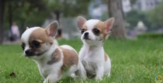 狗狗最爱这5件事，你家宝贝想要啥？