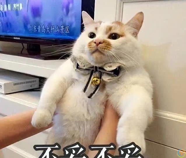 猫咪也痴情！这6种猫比狗还黏人，养了绝不后悔