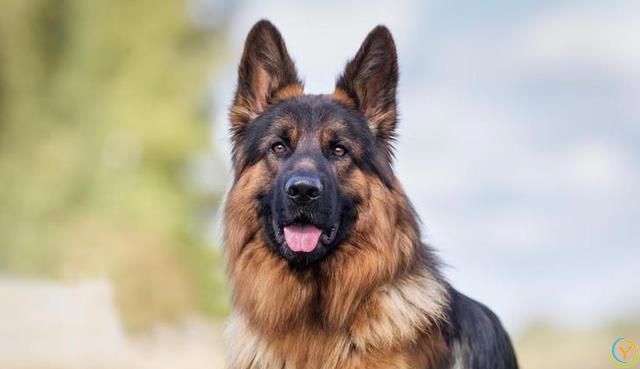 公认“最有灵性”的7种狗，养过的人都说好！