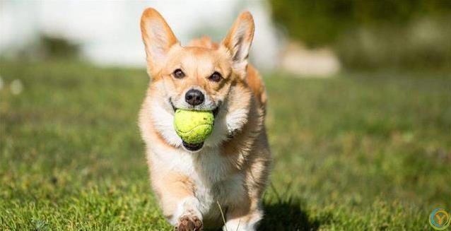 新狗到家不听喊？四招让它秒认名字！