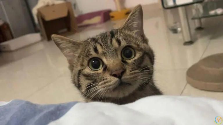 为什么猫咪一大早“叫你起床”？背后原因又气又暖！