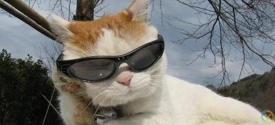 猫咪满屋跑酷为哪般？8种怪动作揭秘，你家猫中了几招？