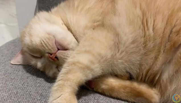 猫咪的爱很隐晦，但细节最动人，你家主子偷偷爱你的方式是哪种？