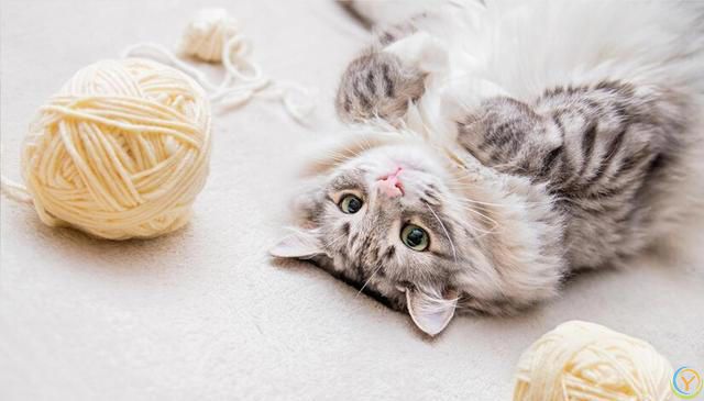 猫咪掉毛太烦人！猫咪掉毛严重要怎么解决？