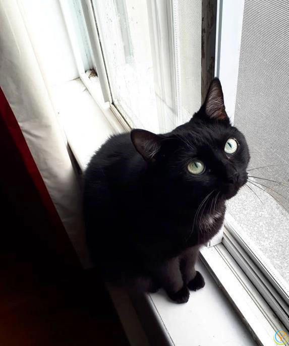 猫咪摔跤装没事，偷吃被抓舔爪子，它们真会掩饰尴尬？