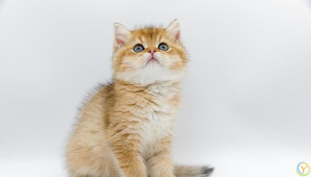 重要提示：照顾猫咪的关键因素，让它们健康地陪伴你更久！