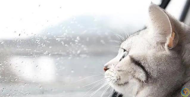 猫咪半夜不睡觉？小心这些病！人猫都中招