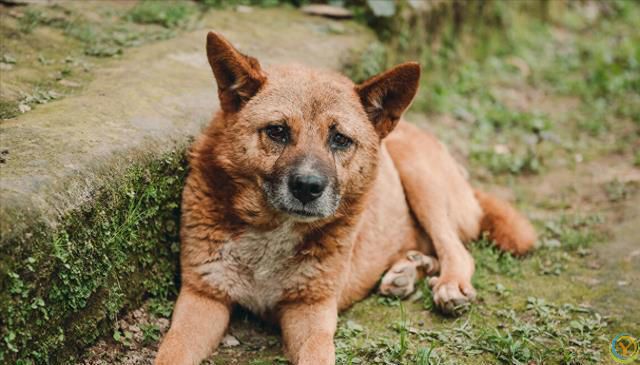 把土狗养成高级犬是一种怎样的体验？