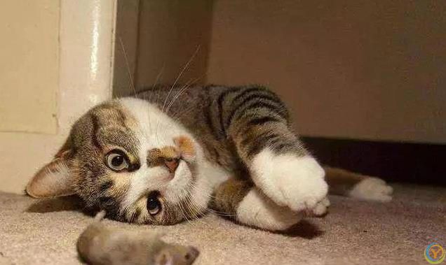 猫咪的爱很隐晦，但细节最动人，你家主子偷偷爱你的方式是哪种？