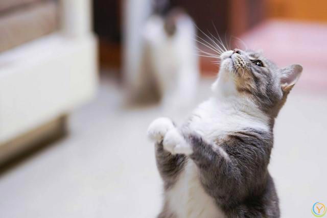冷知识：你的猫是如何选择自己喜欢的人？