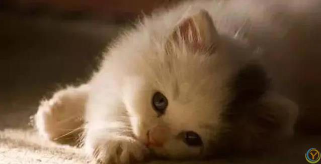 猫妈妈生崽后态度大变，小猫长大却被嫌弃，真相藏在野性里