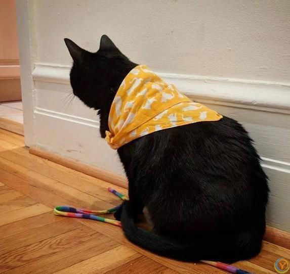 猫咪疯狂啃数据线，铲屎官气炸，4招让它乖乖听话？