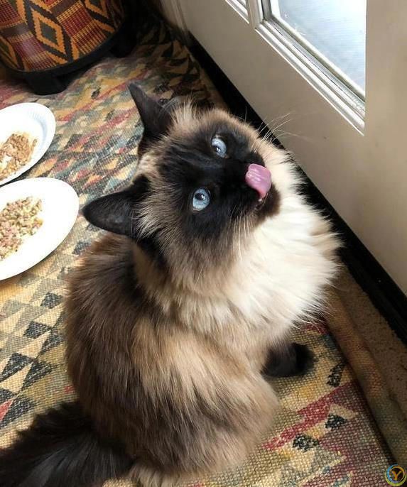 猫咪摔跤装没事，偷吃被抓舔爪子，它们真会掩饰尴尬？