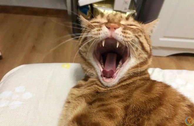 盘点猫咪最让人误解的6大行为，你真的懂猫吗？