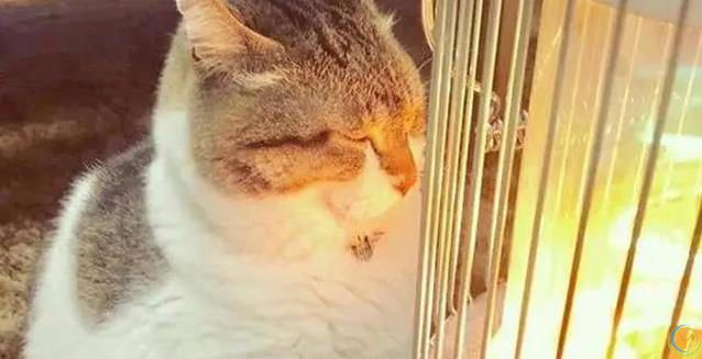 猫妈妈生崽后态度大变，小猫长大却被嫌弃，真相藏在野性里