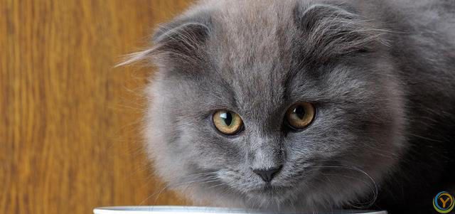 如何根据猫咪的体型选择合适的猫粮？看完这篇可以少走弯路~