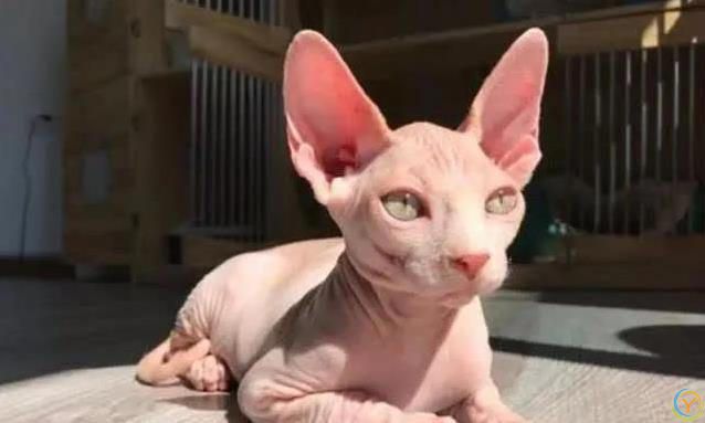 猫咪也痴情！这6种猫比狗还黏人，养了绝不后悔