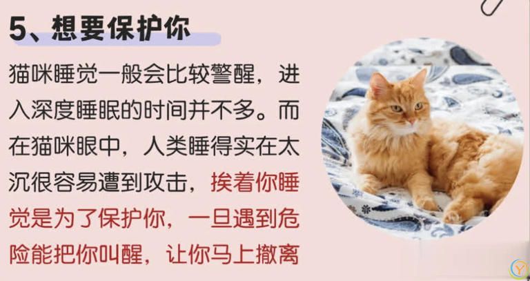猫咪“喜欢”上床睡的8个原因，不是它怕冷，真正原因你知道吗